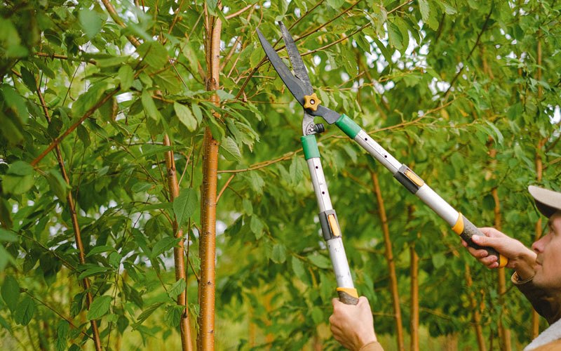 Tree trimming in Maidsville, WV