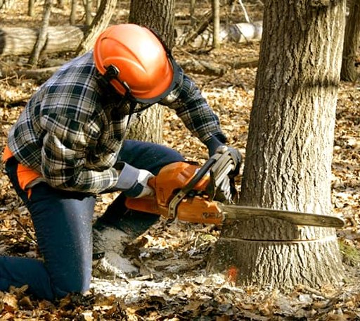 Tree Removal in Maidsville, WV